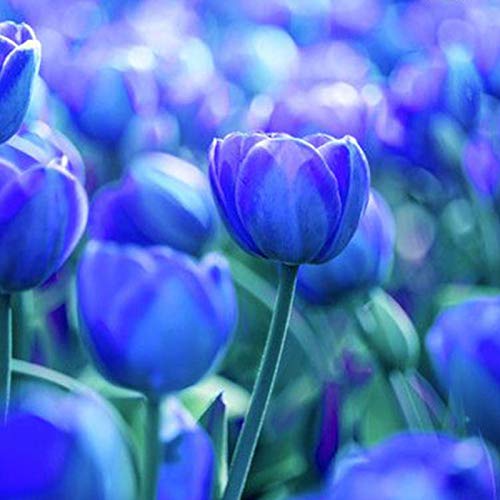 Samen für Gartenarbeit, 100 Stück Vielfalt Tulpen-Samen schöne Blumen-Blumen-Dekoration für Zuhause, Garten, Pflanzen-Dekoration – 3 Stück reine blaue Tulpen-Zwiebeln von ZHOUBAA