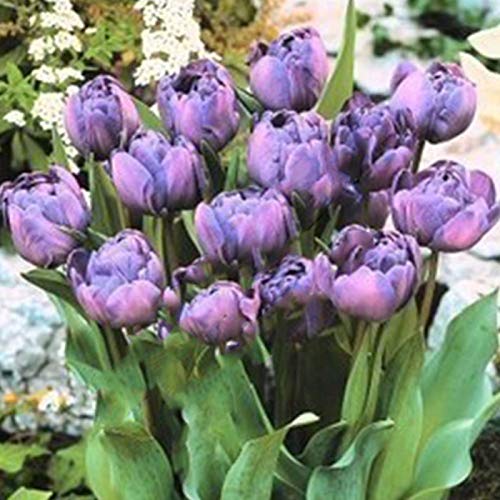 Samen für Gartenarbeit, 100 Stück, verschiedene Tulpen-Samen, schöne Blume, Heim-, Gartenpflanze, Dekoration – 3 violette Damenzwiebeln von ZHOUBAA