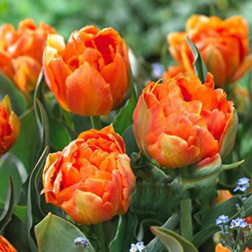 Samen für Gartenarbeit, 100 Stück, verschiedene Tulpen-Samen, schöne Blume, Heim-, Gartenpflanzen-Dekoration – 3 orangefarbene Sonnenblumenzwiebeln. von ZHOUBAA