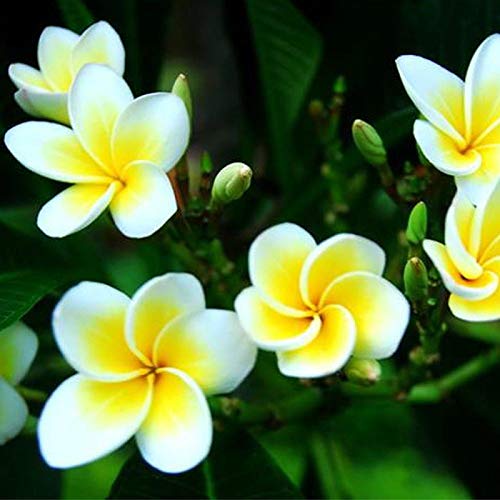 ZHOUBAA Samen für die Gartenarbeit, 100 Stück/Beutel Plumeria Rubra Frangipani Hawaiian Lei Blumensamen Gartenpflanzen von ZHOUBAA