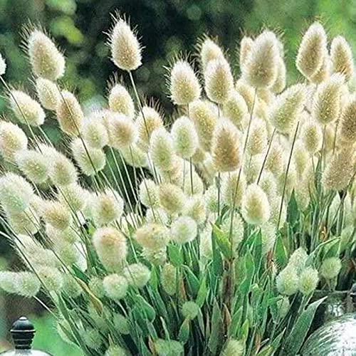 Samen für Gartenarbeit, 100 Stück Lagurus Ovatus Samen Kaninchenschwanz Gras Home Bonsai Topfpflanzen Ornament – 4# Lagurus Ovatus Samen von ZHOUBAA