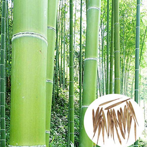 Samen für Gartenarbeit, 100 Stück Phyllostachys Pubescens Bambus-Samen, Heim-/Gartenpflanzen, dekorative Dekoration – Phyllostachys Samen von ZHOUBAA