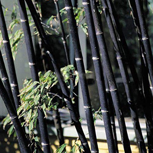 ZHOUBAA Samen für Gartenarbeit, 100 Stück Phyllostachys Pubescens Bambus-Samen Haus Garten Pflanzen Ornament-Dekor – Schwarze Bambus-Samen von ZHOUBAA