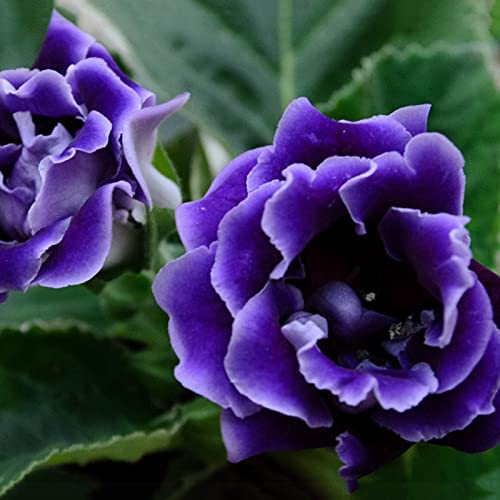 ZHOUBAA Samen für die Gartenarbeit, 100 Stück Saintpaulia Ionantha afrikanische Veilchen Samen schöne Blumengartenpflanze – Blau von ZHOUBAA