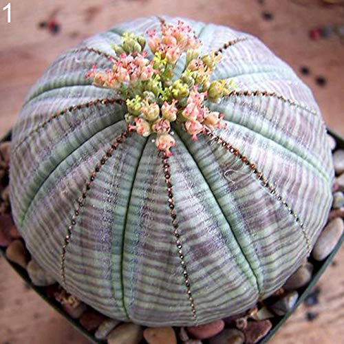 Samen für Gartenarbeit, 100 Stück Sukkulenten, Kaktus-Samen, für Zuhause, Büro, Balkon, Bonsai, Ornament, Dekoration – 1# Sukkulentensamen von ZHOUBAA