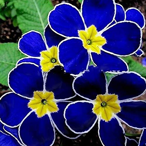 Samen für Gartenarbeit, 100 Stück seltene blaue Nachtkerzen-Samen, einfach zu züchten, Gartendekoration, Pflanze von ZHOUBAA
