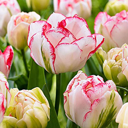 Samen für Gartenarbeit, 100 Stück verschiedene Tulpen-Samen, schöne Blume, Heim, Garten, Pflanzendekoration – 3 Stück First Love Tulpenzwiebeln von ZHOUBAA