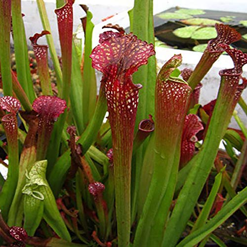 Samen für Gartenarbeit, 120 Stück Nepenthes-Samen, Topfpflanzen, fleischfressende Pflanzen, Blumenfang, Insektenbonsai von ZHOUBAA