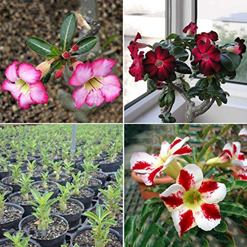 Samen für Gartenarbeit, 20 Stück Adenium Obesum Samen Wüstenrose mehrjährig Blumen Pflanze Garten Bonsai von ZHOUBAA