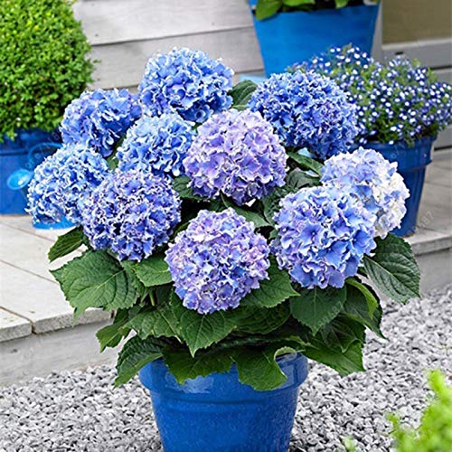 Samen für Gartenarbeit, 20 Stück Hortensiensamen, Blume, Pflanzen, Zuhause, Büro, Ornament, Garten, Topf, Bonsai, Dekoration – Blaue Hortensien von ZHOUBAA