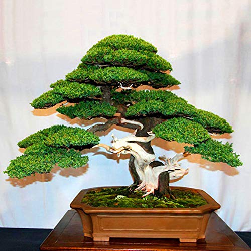 Samen für Gartenarbeit, 20 Stück japanische weiße Pinus Parviflora grüne Pflanzen Mini-Baum Bonsai Samen von ZHOUBAA