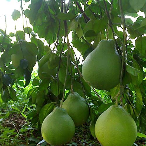 Samen für Gartenarbeit, 20 Stück rote Pomelo-Citrus Maxima, Grapefruit, Jabong, Shaddock, Obstbaum-Pflanzensamen von ZHOUBAA