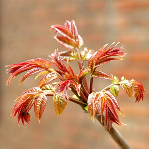 Samen für Gartenarbeit, 40 Stück chinesische Mahagoni Toon Samen Rotöl Toona Sinensis Garten Gemüsepflanze von ZHOUBAA