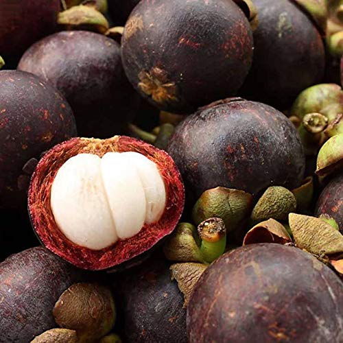 Samen für Gartenarbeit, 50 Stück/1 Packung nährstoffreiche Königin der tropischen Früchte, süßer violetter Mangostan-Samen von ZHOUBAA