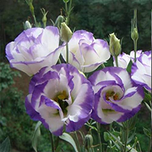 Samen für Gartenarbeit, 50 Stück Garten-/Balkon-Pflanzen, Eustoma-Blume, Lisianthus-Samen, Heimpflanzen-Ornament – 2 von ZHOUBAA