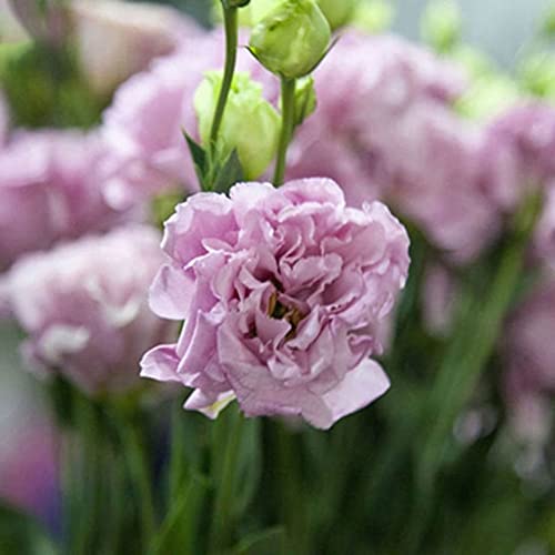 Samen für Gartenarbeit, 50 Stück Garten-/Balkon-Pflanzen, Eustoma-Blume, Lisianthus-Samen, Heimpflanzen-Ornament – 4 von ZHOUBAA