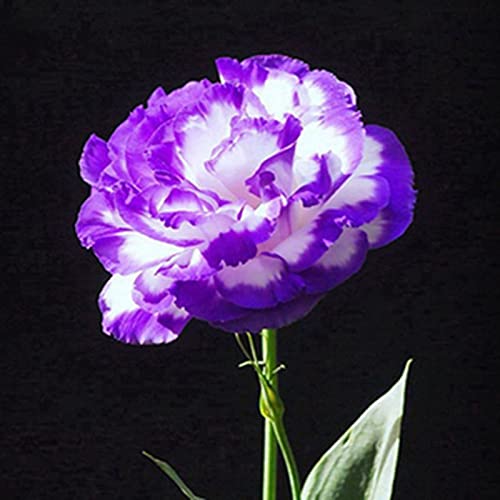 Samen für die Gartenarbeit, 50 Stück Garten, Balkon, Pflanze, Eustoma, Blume, Lisianthus, Samen, Heimpflanze, Ornament – 9 von ZHOUBAA