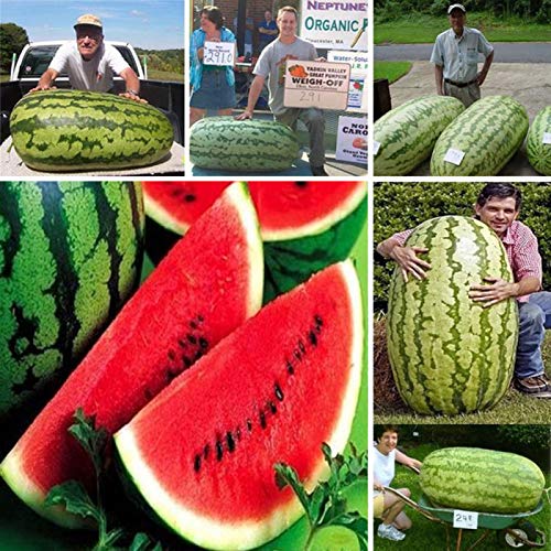 Samen für Gartenarbeit, 50 Stück Riesen Wassermelonensamen Süßer Geschmack Obst Pflanze Bonsai Garten Dekor – 50 Stück Riesen Wassermelonensamen von ZHOUBAA