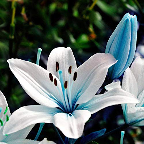 Samen für Gartenarbeit, 50 Stück blaue seltene Lilienzwiebeln, Pflanzen, Lilien, Haus, Bonsai, Gartendekoration von ZHOUBAA