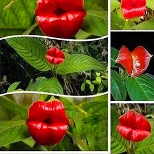 Samen für Gartenarbeit, 50 Stück rote Lippen, seltene Blumen, Bonsai, Pflanzen, Gartenpark, Psychotria, Elata-Blumensamen von ZHOUBAA