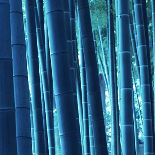 Samen für Gartenarbeit, seltene blaue Bambus-Samen, schöne Dekoration für Zuhause, Garten, Kräuter, 50 Stück von ZHOUBAA
