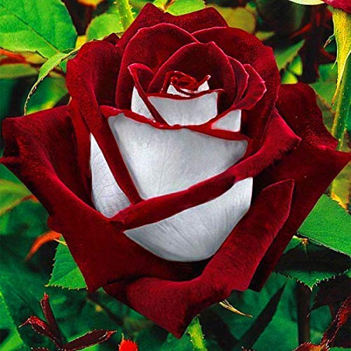 Samen für Gartenarbeit, seltene rote und weiße Osiria Rubin-Rosensamen für Zuhause, Garten, Geschenk, 20 Stück von ZHOUBAA