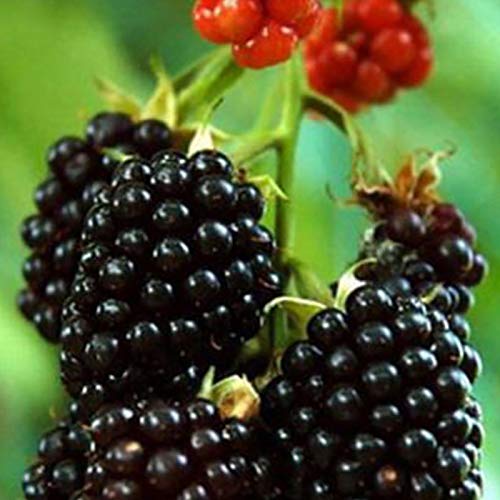 ZHOUBAA Samen für Pflanzen, 1 Beutel Früchte Samen, keine GVO, Riesenfrucht, kleine, saftige Pflanzen, Samen für den Garten – Brombeer-Samen# von ZHOUBAA