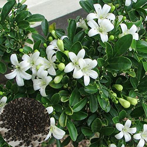 Samen für Pflanzen, 1 Beutel Murraya Exotica Samen, produktiv, nicht-GVO, natürlich, hohe Ergiebigkeit, Gartenarbeit Samen für Balkon – Samen von ZHOUBAA