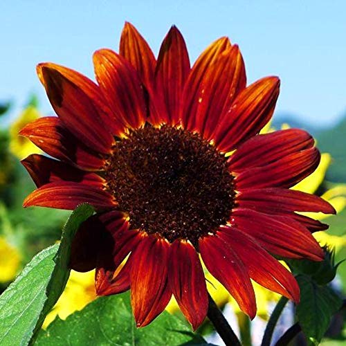 Samen für Pflanzen, 1 Beutel Sonnenblumensamen Ästhetische Mischung Farbe Auffällige Gartensamen für Balkon – Rote Sonnenblumenkerne von ZHOUBAA