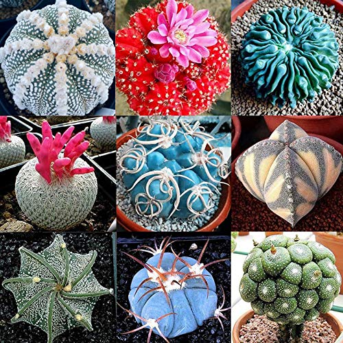 Samen für Pflanzen, 100 Stück/Beutel, Kaktus-Samen, Mini-Kultivierung, leicht, dekorative Bonsai-Samen für Gewächshaus – Kaktus-Samen von ZHOUBAA