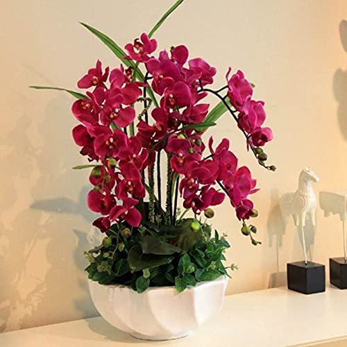 Samen für Pflanzen, 100 Stück/Beutel Phalaenopsis-Samen, Orchidee, Blume, Bonsai, Pflanzen, mehrfarbig, für drinnen und draußen, für Zuhause, Rot von ZHOUBAA