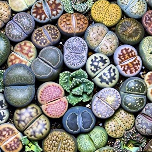 ZHOUBAA Samen zum Pflanzen, 100 Stück Lithops seltene lebende Steine, Sukkulenten, Garten, Bonsai, Balkon, Dekoration – Sukkulenten von ZHOUBAA