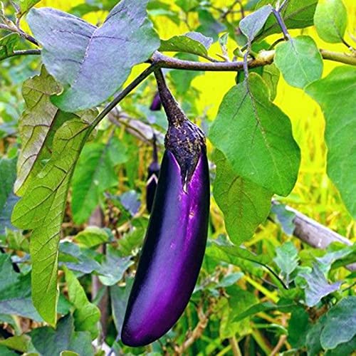 Samen für Pflanzen, 100 Stück lange, runde violette Aubergine, nahrhaftes Gemüse, Gartenpflanze – violette lange Aubergine von ZHOUBAA