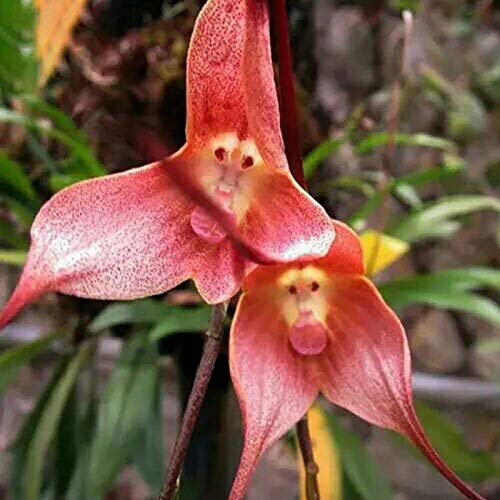 Samen für Pflanzen, 20 Stück/Beutel Orchideensamen seltene besondere Form tragbar belebender Blumensamen für Balkon – Rosa Affengesicht Orchidee Blume von ZHOUBAA