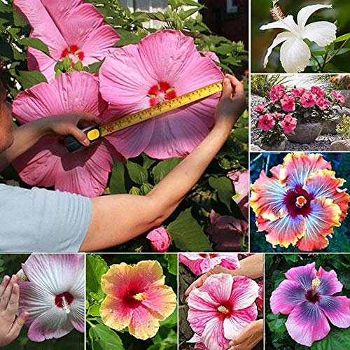 Samen für Pflanzen, 200 Stück/Beutel Hibiskus-Samen, bunt, dekorativ, einfach zu pflanzen, gemischte Farben, Hibiskusblüten-Samen für Bonsai – Hibiskus-Samen von ZHOUBAA