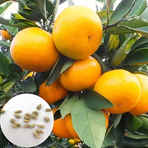 Samen für Pflanzen, 30 Stück/Beutel Orangenbaum-Samen, lebensfähig, mehrjährige Gartenpflanze, Setzlinge für den Außenbereich – Orangenfrüchte von ZHOUBAA