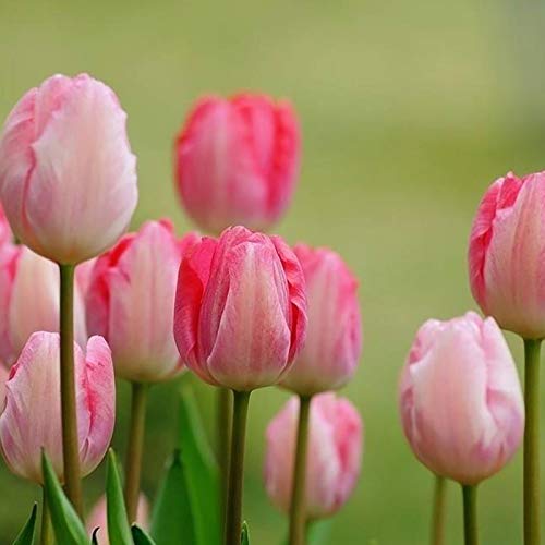 Samen für Pflanzen, 50 Stück/Beutel, Tulpen-Samen, umweltfreundlich, gute Wasseraufnahme, Mini-Tulpen-Samen für den Haushalt, rosa Tulpen-Samen von ZHOUBAA