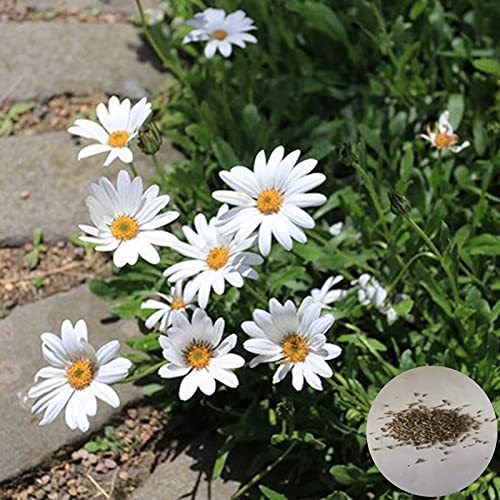 Samen für Pflanzen, 50 Stück/Beutel Pyrethrum Cinerariifolium Samen, medizinische Prolific White Bonsai Garten Dewurming Kräutersamen zum Pflanzen – Pyrethrum cinerariifolium Seed von ZHOUBAA