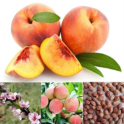 Samen für Pflanzen, 50 Stück Pfirsich-Samen, saftig, leckere Obstbäume, Garten, Hof, Bonsai, Pfirsichsamen von ZHOUBAA