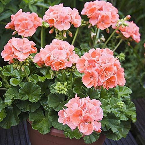 Samen für Pflanzen, 600 Stück/Beutel Geranien Samen mehrjährig Fantastische Rosa Bonsai Garten Pelargonium Samen für Zuhause – Pelargonium Samen von ZHOUBAA