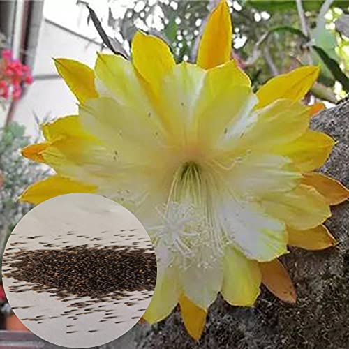 Samen zum Bepflanzen, 1 Beutel Epiphyllum Samen Gelbe Blume Seltene Kleine Garten Blumensamen für Zuhause - Epiphyllum Samen von ZHOUBAA