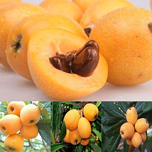 Samen zum Bepflanzen, 1 Beutel Loquat Samen, nicht-gentechnisch veränderbare kleine Früchte, essbare Pflanzensamen für Garten – Loquat Samen von ZHOUBAA