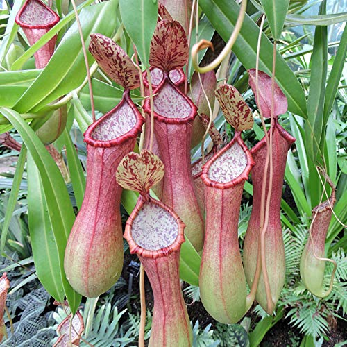 ZHOUBAA Samen zum Bepflanzen, 50 Stück/Beutel Nepenthes-Samen, dekorative tropische Pflanzen mit Beutel, fleischfressende Pflanzen Samen für Zuhause – Rosa Nepenthes Samen von ZHOUBAA