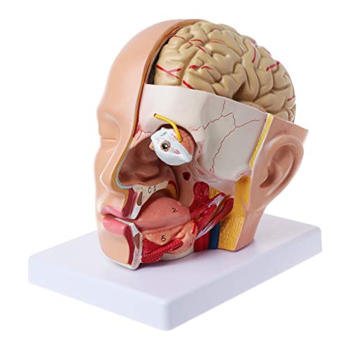 ZIRAN Menschliche Anatomie Kopf Schädel Gehirn Hirnarterie Anatomisches Modell für den Unterricht des Hirnarterienmodells-PVC von ZIRAN