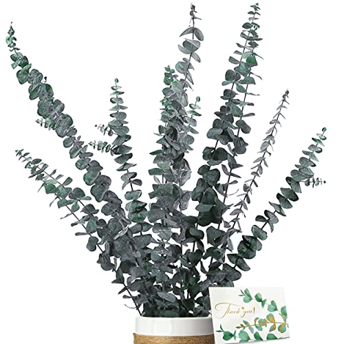 Eukalyptus Getrocknet - Natürliche Trockenblumen, 11 Stück Set Enthält Grußkarten, Eukalyptus echt ewig Haltbare Trockenblumen, Dekoration für die perfekte Hochzeit、Blumen Arrangements Heim Decor von ZJTAPE