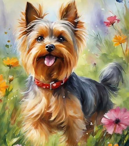 Malen nach Zahlen Erwachsene,Yorkshire-Terrier 40 x 50cm DIY Handgemalt Ölgemälde Kits auf Leinwand Geschenk für Weihnachten Geburtstag, Home Haus Deko von ZMHZMY