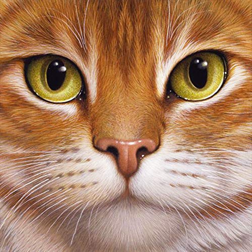 ZSJDOSE Diamond Painting Erwachsene Kinder 5D Diamant Full Bilder Stickerei Malerei Runde Steinchen Home Deco Weihnachten Geschenk (Katze) von ZSJDOSE