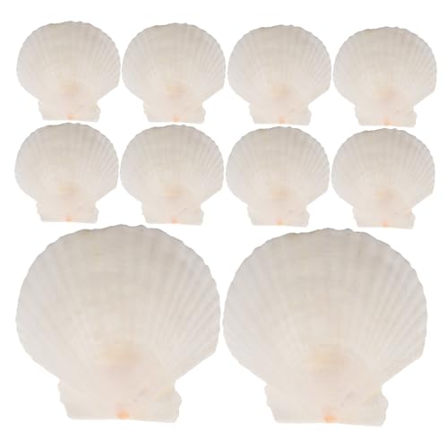ZUNOXAZ 21 Stück Muscheldekoration Aquarium Landschaftsbau Ornament Fischtank Dekore Muscheln Zum Basteln in Großen Mengen Dekore Für Aquarienmuscheln Dekorationen Für Aquarien Hülse Weiß von ZUNOXAZ