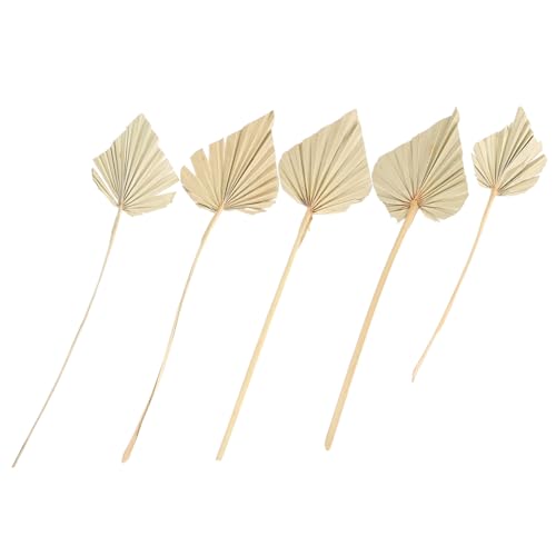 ZUNOXAZ 5 Stück Getrocknete Palmblätter Teiliges Natürliche Deko für Hochzeit Tischdeko Boho Stil Trockenblumen Basteln Wohnzimmer Party Dekoration ZUNOXAZ 5 Stück Getrocknete Palmblätter Teiliges Natürliche Deko für Hochzeit Tischdeko Boho Stil Trockenblumen Basteln Wohnzimmer Party Dekoration von ZUNOXAZ
