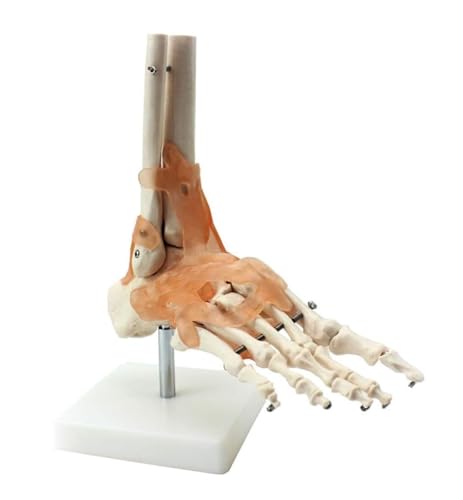Anatomie Modell Körpermodell Anatomiemodell Menschliches Fußgelenk Mit Bändern, Anatomisches Modell, Lebensgroß, Menschliches Skelett, Anatomie, Medizinisches Werkzeug Koerper Modell Anatomisches Mode von ZWQXZX